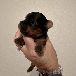 Yorkshire Terrier Puppies from Cuddles of Cuteness