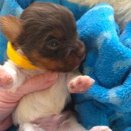Yellow collar - Parti male Yorkshire Terrier puppy in Mcconnellsburg, Pennsylvania from Buffy's Little Blessings