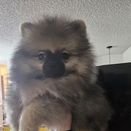 Oden - Wolf sable male Pomeranian puppy in Billings, Montana from Magic City Poms