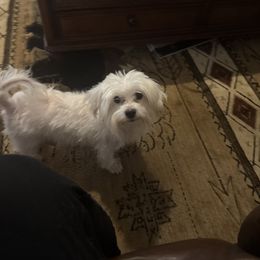 Muffin - Maltese