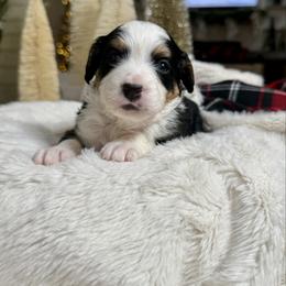 Magenta Collar - Tri-color female Bernedoodle puppy in Indiahoma, Oklahoma from Farm Fresh Doodles