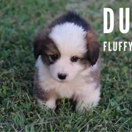 Duff Goldman - Sable male Pembroke Welsh Corgi puppy in Stilwell, Oklahoma from Barton Farms Corgis