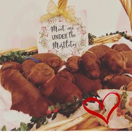 Goldendoodle Puppies from Cooley Doodles