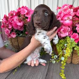 Moose - Piebald male Dachshund puppy in Aurora, Missouri from Baker Farms