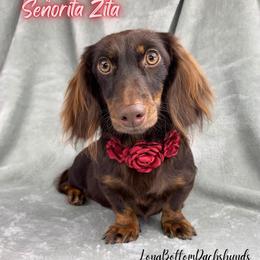 Señorita Zita - Dachshund