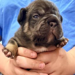 Biggie - Tricolors male French Bulldog puppy in Delhi, Louisiana from 4T Ranch