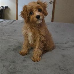 Pebbles - Apricot female Cavapoo puppy in Copan, Oklahoma from Tatums cavapoos