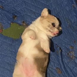 American Corgi Puppies from Coopers Korner