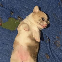 American Corgi Puppies from Coopers Korner
