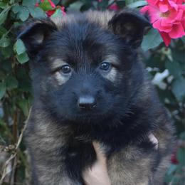 Blue Collar Female - Sable female German Shepherd puppy in Marianna, Florida from Haus M Godwin