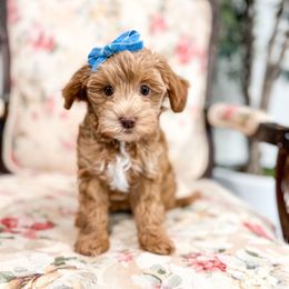 Lamb - Apricot female Goldendoodle puppy in Sulphur, Louisiana from Curly Q’s Of Carlyss