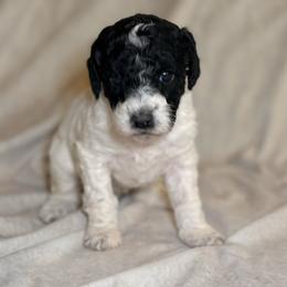 Belle - Parti female Goldendoodle puppy in Saint Louis, Missouri from Jax Doodles