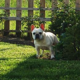 French Bulldog All Grown Up from Crestagard