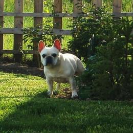 French Bulldog All Grown Up from Crestagard