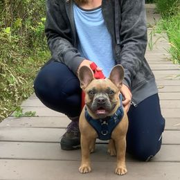 French Bulldogs from Frenchie Bulldog Kisses