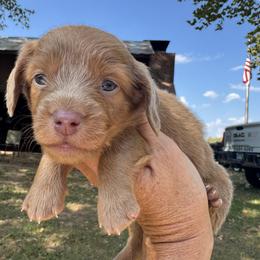 Praline - Fawn (isabella) and tan female Dachshund puppy in Bentonville, Arkansas from Boujee Buns Dachshunds