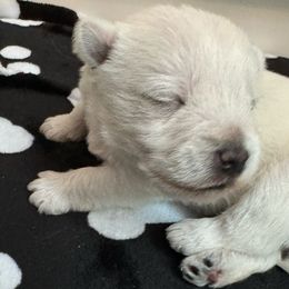 Girl 2 - White West Highland White Terrier puppy in Alabaster, Alabama from Southern Belle Westies