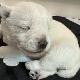 Girl 2 - White West Highland White Terrier puppy in Alabaster, Alabama from Southern Belle Westies