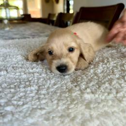 Harold - Cream male Dachshund puppy in Molino, Florida from Dooney's Dachshunds