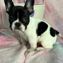 Gibby - Brindle and white male French Bulldog puppy in Fayetteville, North Carolina from Hope's Frenchies