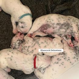 Dalmatian Puppies from Glasscock Dalmatians