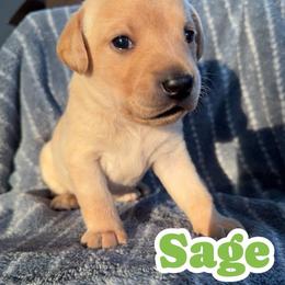 Sage - Yellow female Labrador Retriever puppy in Lucasville, Ohio from Backwoods Labradors