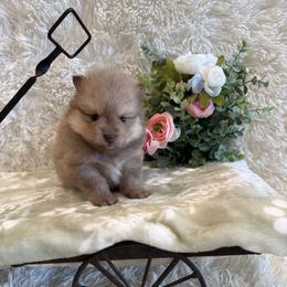 Grace - Chocolate female Pomsky puppy in Bucyrus, Missouri from Hill Top Pomskies