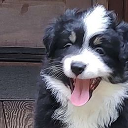 Jessica Fletcher (Murder She Wrote) - Black tri Miniature Australian Shepherd puppy in Hartselle, Alabama from ELSRi’s Crimson Cross Mini Aussies