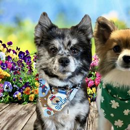 Pomeranians from Divine Inspired Poms