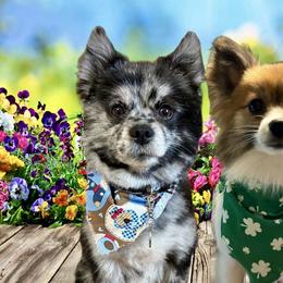 Pomeranians from Divine Inspired Poms
