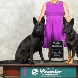 German Shepherds from TNT Pups