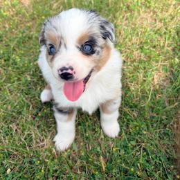 Violet - Blue merle female Miniature Australian Shepherd puppy in Rensselaer, Indiana from Geri's Dogs