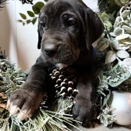 Rudolph - Black male Great Dane puppy in Dundee, Michigan from Weslow AKC Danes