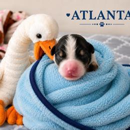 Atlanta - Tri-color male Bernedoodle puppy in Sevierville, Tennessee from Candy's Bernedoodles