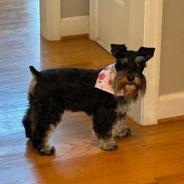 Bailey - Miniature Schnauzer