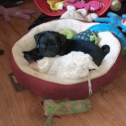 Pug Puppies from Pugs and Kisses from Kansas
