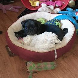 Pug Puppies from Pugs and Kisses from Kansas