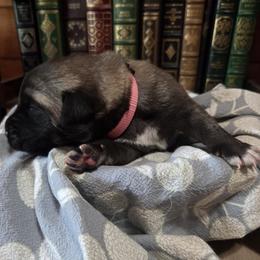 Girl 6- Baby Pink - Fawn female Anatolian Shepherd Dog puppy in La Grange, Georgia from Florida Anatolian Shepherds