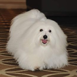 Cotons de Tulear from Kanto Cotons