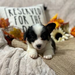 Lewie - Black and tan male American Corgi puppy in Paradise, Texas from Bar S Corgis