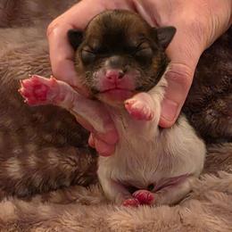 River - Chocolate parti male Pomeranian puppy in Gun Barrel City, Texas from Petite Poms