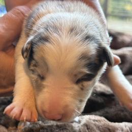 Buttercup - Red merle female Border Collie puppy in East Ellijay, Georgia from Nine Peaks Border Collies