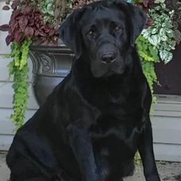 Sasha - Labrador Retriever