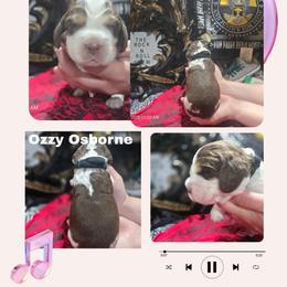Ozzy OsborneBoy 5 - Liver and white male English Springer Spaniel puppy in Saginaw, Michigan from Kemerer Springers