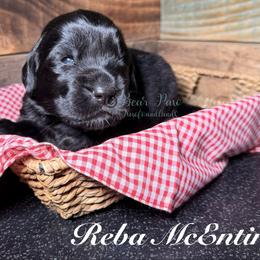 Reba McEntire - Black female Newfoundland puppy in Tully, New York from Bear Paw Newfoundlands