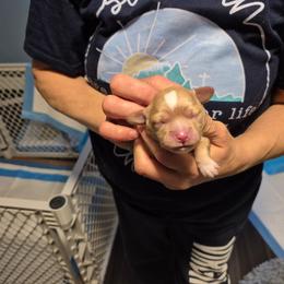 Girl 2 - Tan and white female Cavachon puppy in Ellenville, New York from Lindy’s Cavachons
