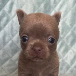 Joy boy - Chocolate blue male Chihuahua puppy in Orlando, Florida from iLuvChihuahuas