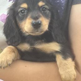 Dachshund Puppies from Shotzie Doxie Co.