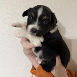 Utopia - Black tri-color male Australian Shepherd puppy in Weeki Wachee, Florida from Ace of Spades Australian Shepherds