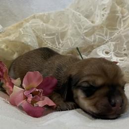Charlotte - Red female Dachshund puppy in Paris, Texas from Michel Creek Kennel
